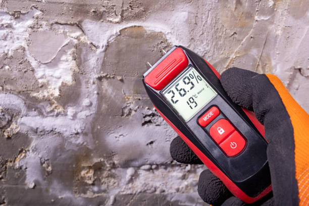 Professional Mold Removal in Gladeville, TN