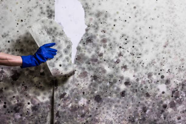 Best Residential Mold Removal  in Gladeville, TN